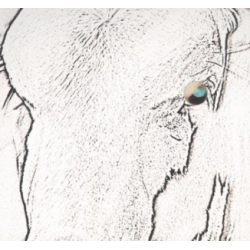 CD Gustavo Guimarães - Vaqueiro (Digipack)