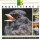 CD Johan Dalgas Frisch - Aves Brasileiras 2