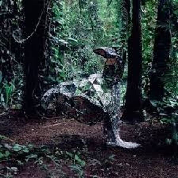 CD Cansei De Ser Sexy - Donkey