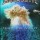 DVD Megadeth - That One Night: Live In Buenos Aires